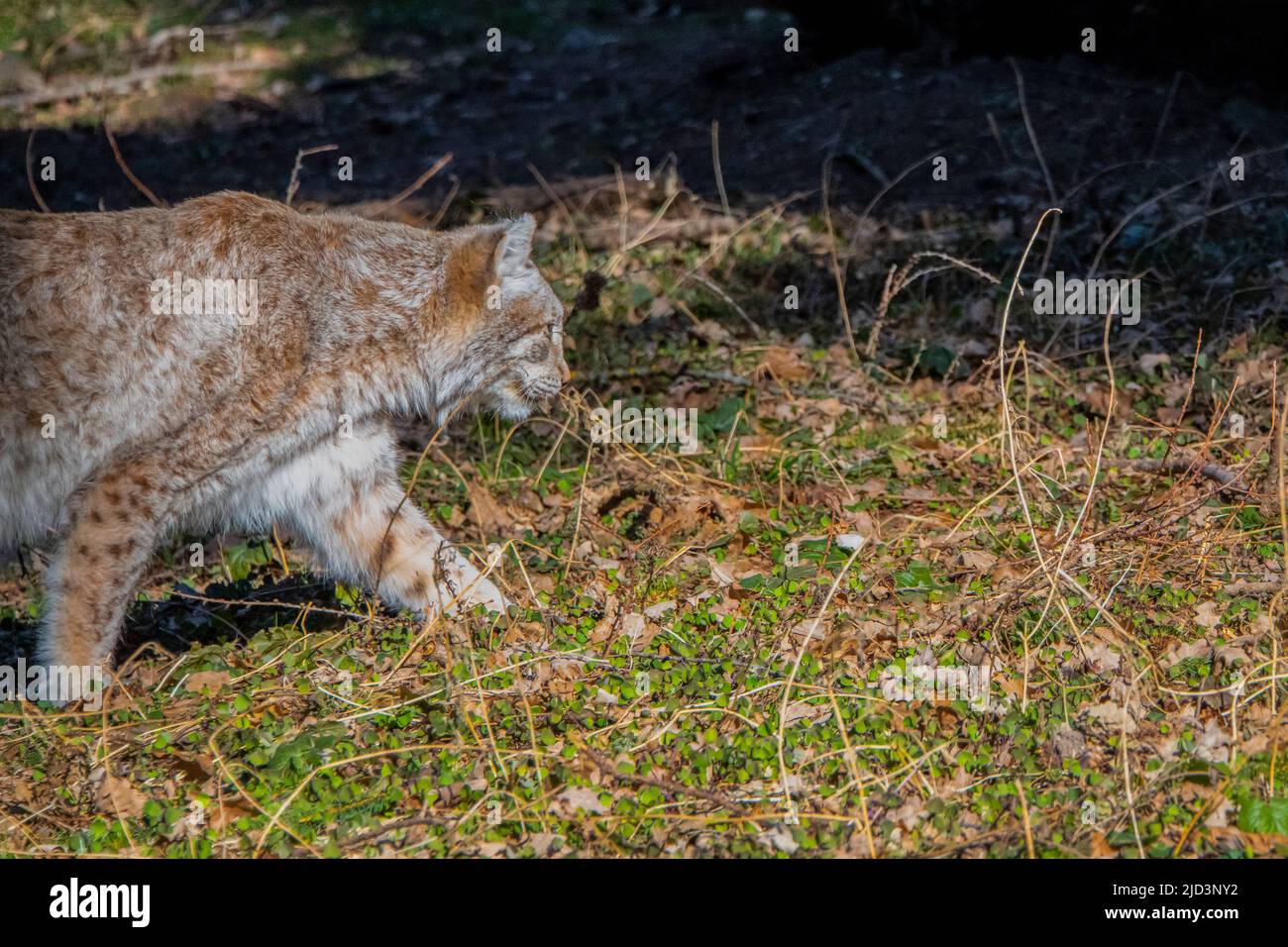 Nahansicht eines eurasischen Luchses in verschiedenen Farben und braunen Punkten beim Gehen Stockfoto