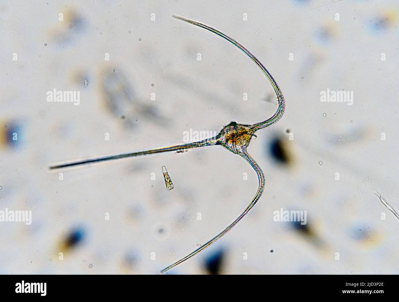 Dinoflagellat Ceratium horridum aus Küstenoberflächengewässern des Südwestnorwegens. Stockfoto