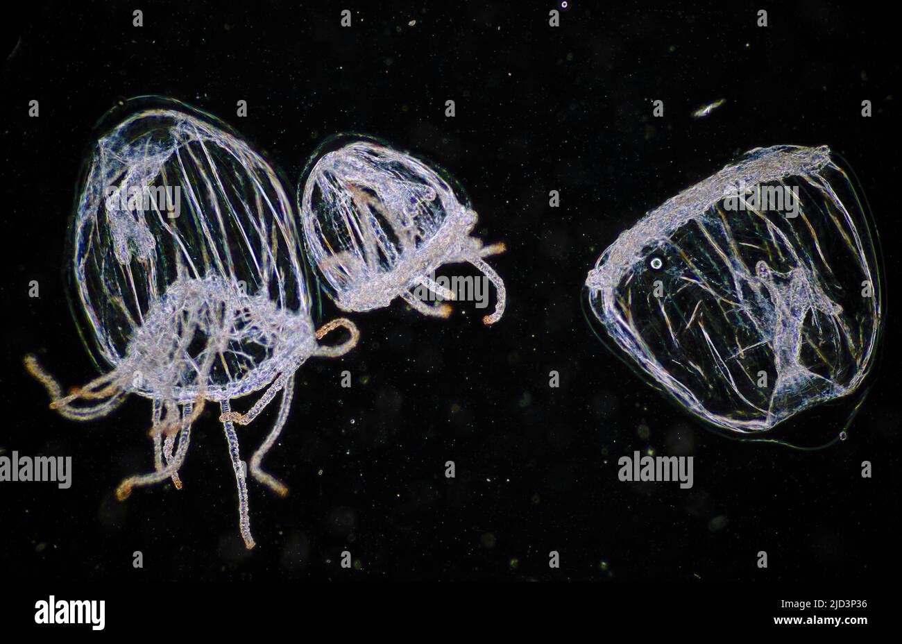 Pelagische Medusen aus einem nicht identifizierten Hydrozoa. Gesammelt aus dem Oberflächenwasser der Küste des Südwestnorwegens. Stockfoto
