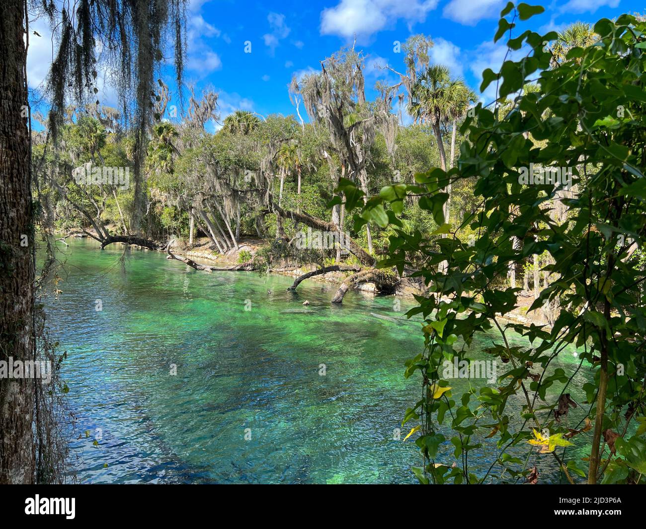 Orange City, FL USA - 4. Februar 2022: Die Seekuh an den Quellen im Blue Springs State Park in Orange City, Florida. Stockfoto