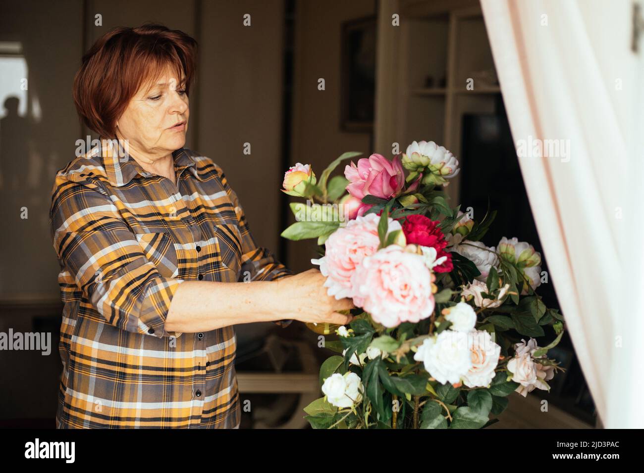 Aktive konzentrierte ältere Frau, die sich um Pfingstrosenblüten, Keimling, Wachsen kümmert. Frühlingszeit, düngt Kräuter. Stockfoto