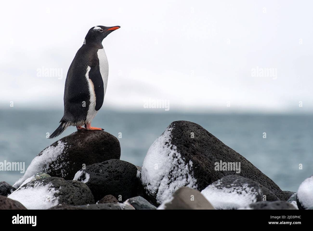 Gentoo Pinguin (Pycoscelis papua) auf Penguin Island, South Shetland Islands, Antarktis Stockfoto