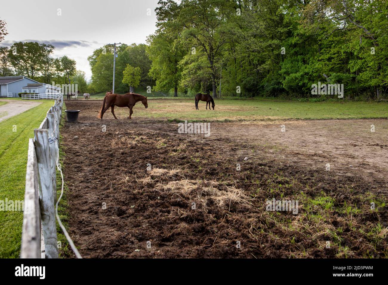 Pferde auf einer Weide auf einem Pferdehof. Stockfoto