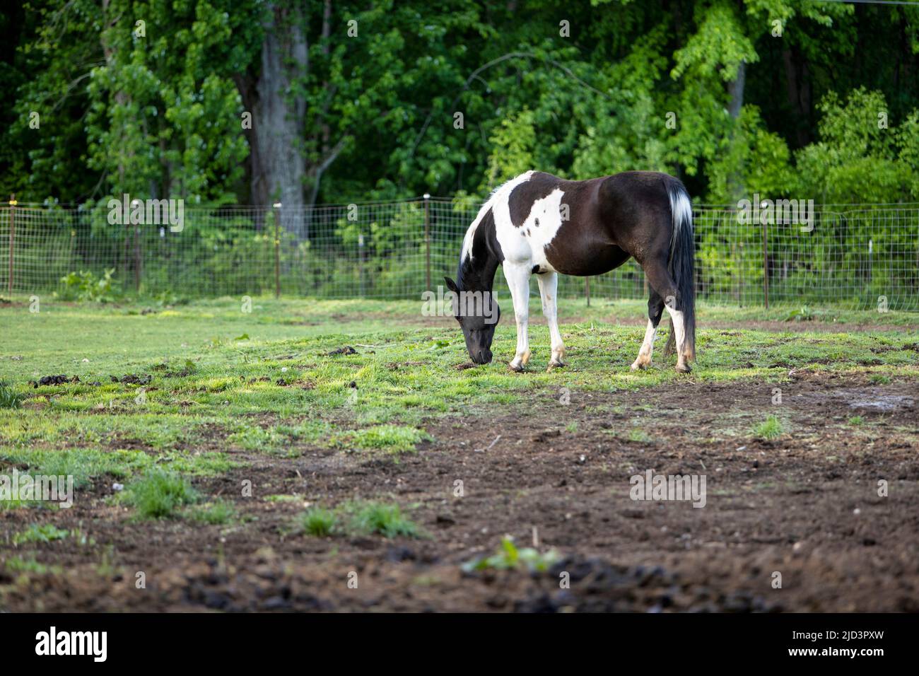 Ein Pferd grast auf einer Weide. Stockfoto