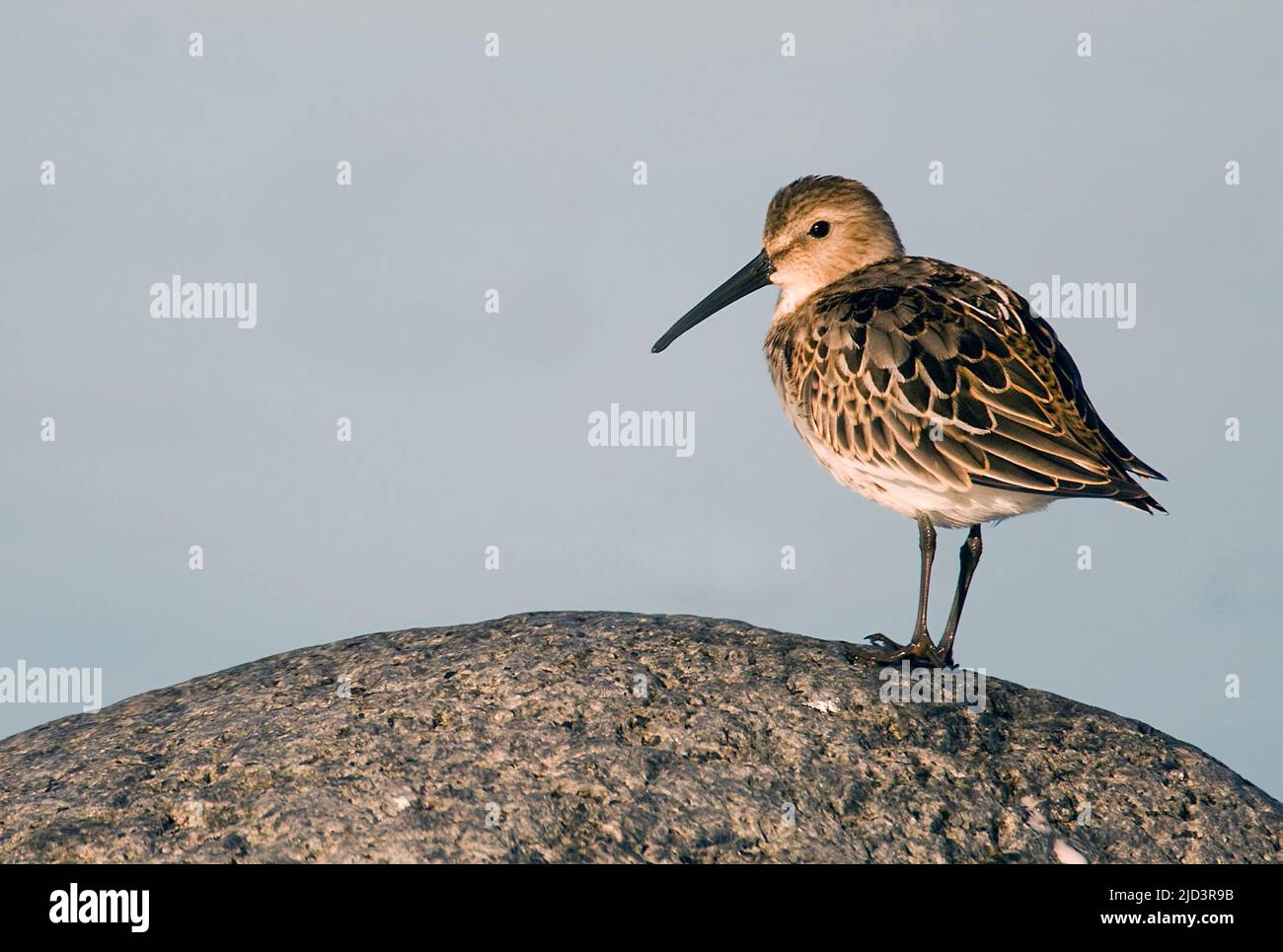 Dunlin (Calidris alpina) aus dem Südwesten Norwegens Stockfoto