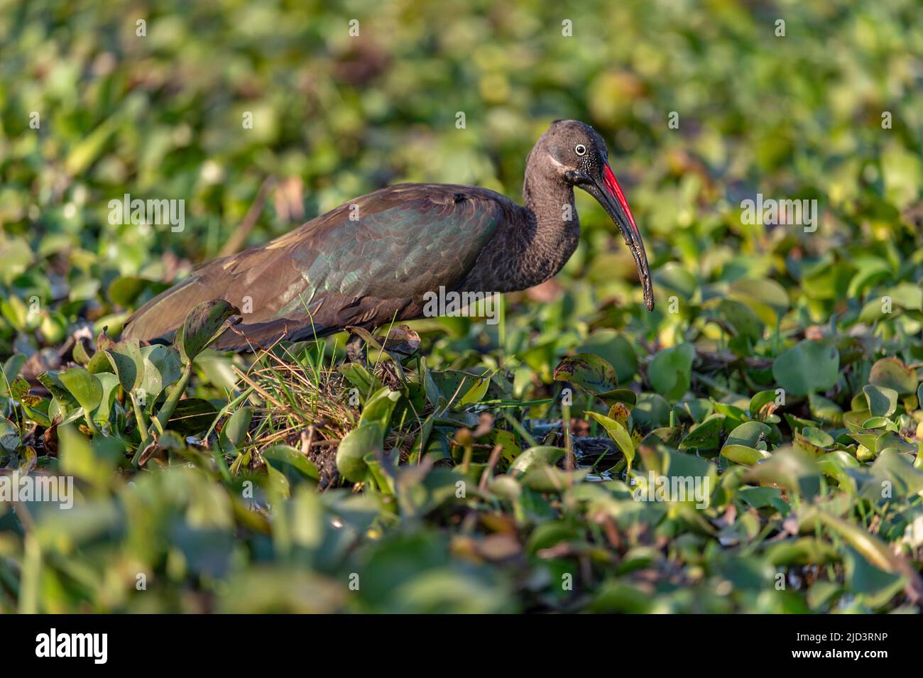Hadada ibis (Bostrychia hagedash) vom Naivasha See, Kenia. Stockfoto
