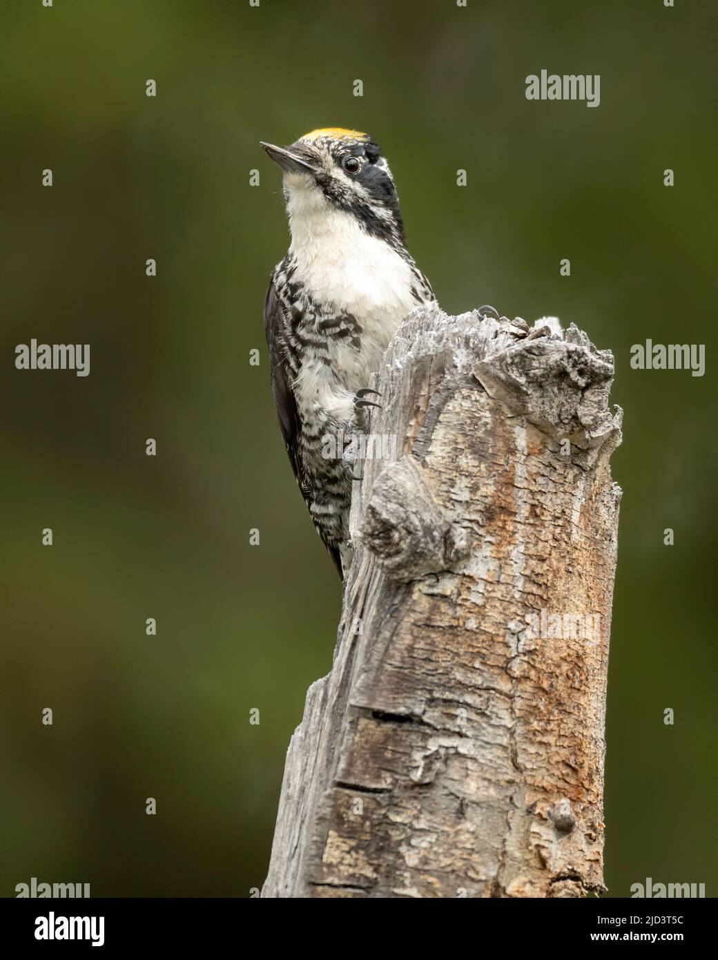 Amerikanischer Dreikrautspecht (Picoides dorsalis) Männlich, Kamloops, British Columbia, Kanada, Nordamerika Stockfoto Amerikanischer Dreikrautspecht (Picoides dorsalis) Männlich, Kamloops, British Columbia, Kanada, Nordamerika Stockfoto