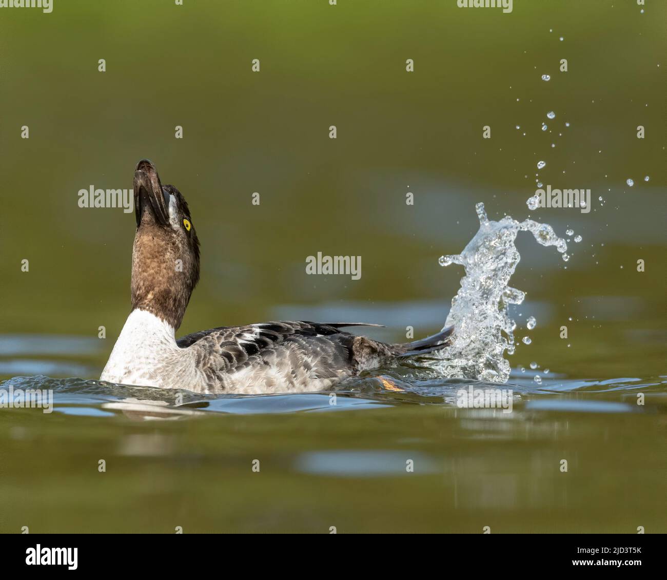 Barrow Goldeneye (Bucephala islandica) Ausstellung zur Jugendperfomring-Zucht, Kamloops, Kanada, British Columbia, Kanada, Nordamerika Stockfoto Barrow Goldeneye (Bucephala islandica) Ausstellung zur Jugendperfomring-Zucht, Kamloops, Kanada, British Columbia, Kanada, Nordamerika Stockfoto