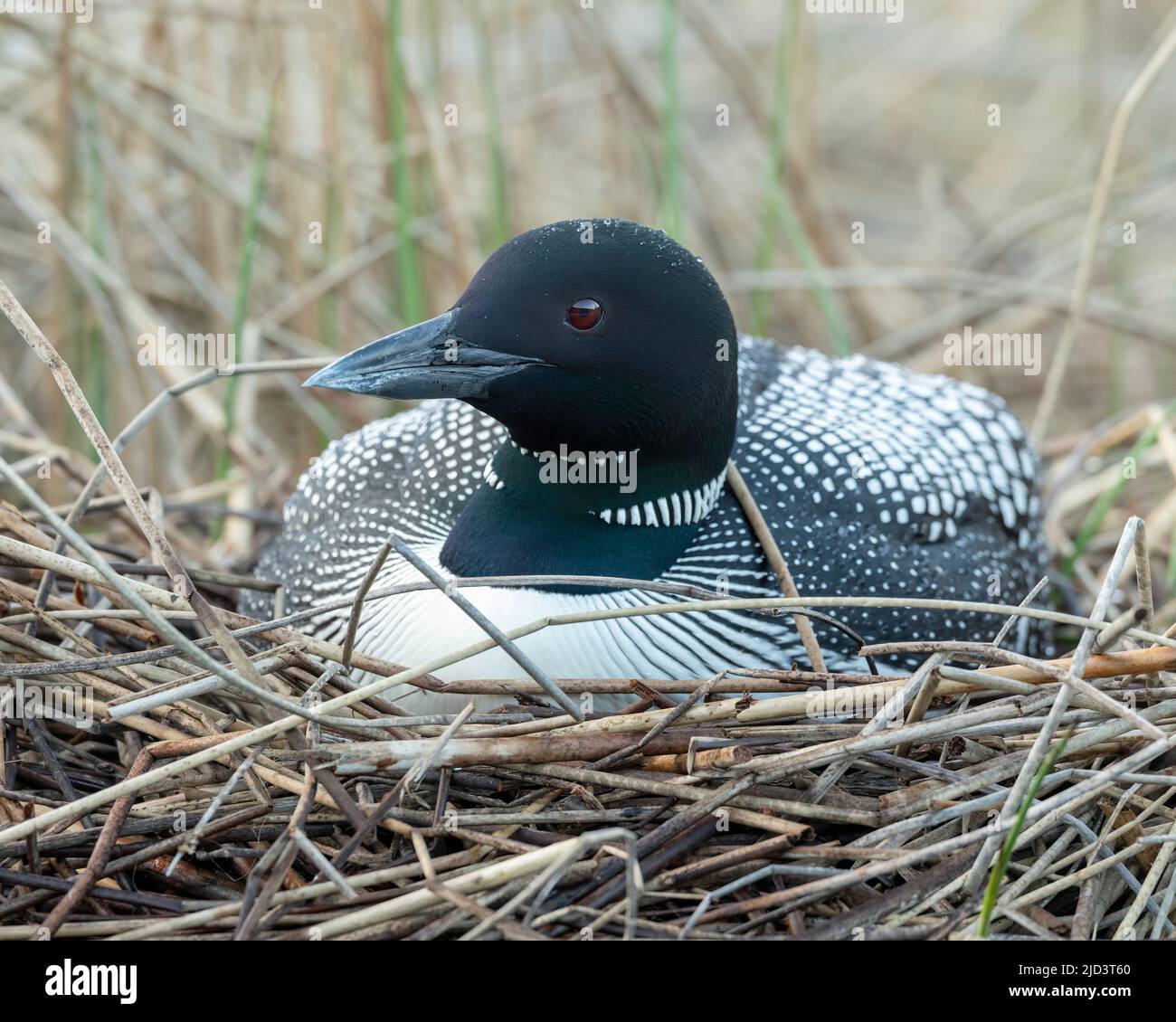Loon (Gavia immer), auf Nest, Kamloops, British Columbia, Kanada, Nordamerika Stockfoto