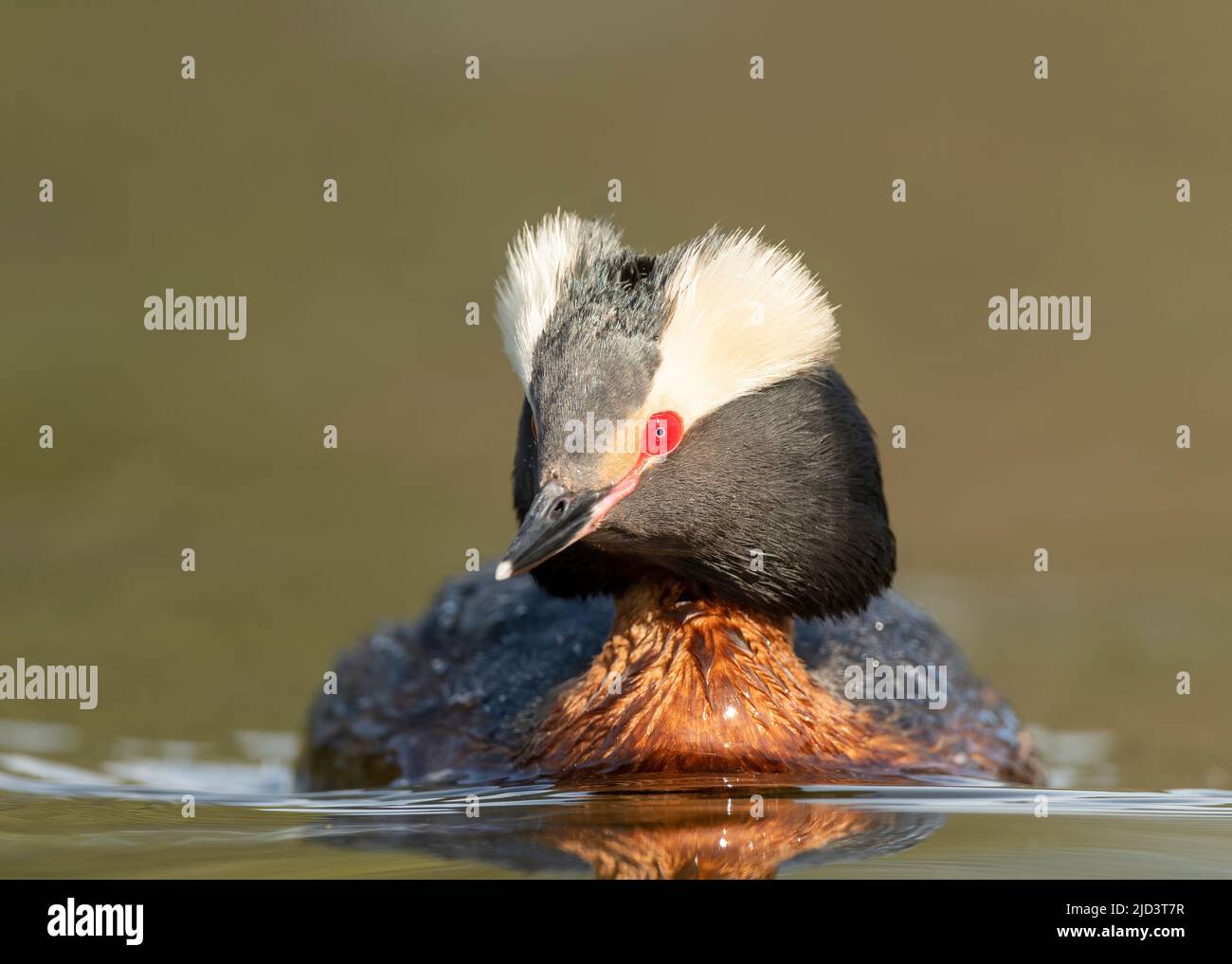 Horntaucher (Podiceps auritus) im Zuchtgefieder, Kamloops, British Columbia, Kanada, Nordamerika Stockfoto