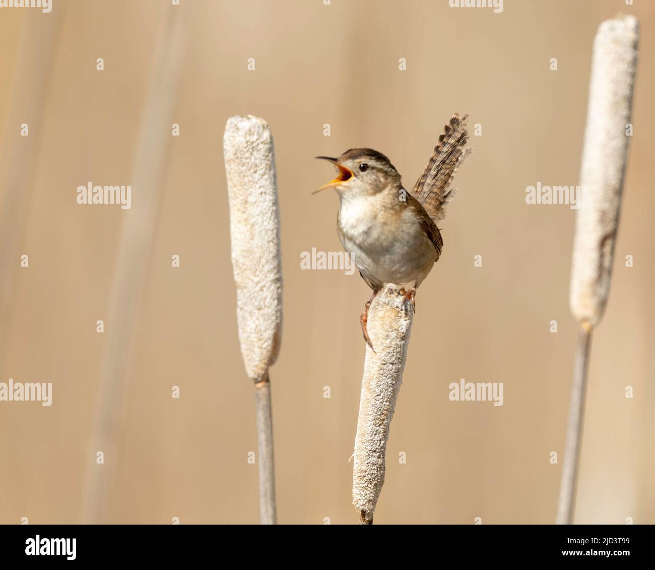 Marsh Wren ( Cistothorus palustris) singt auf Kattails, Kamloops, British Columbia, Kanada, Nordamerika Stockfoto