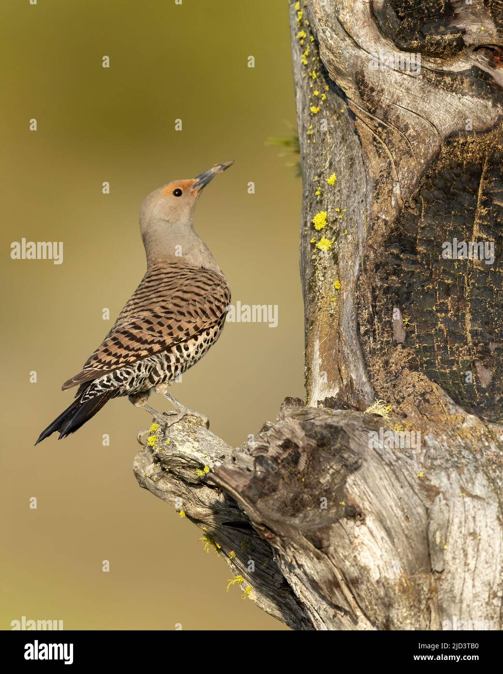 Nördliches Flicker Weibchen im Nesthohlraum (C. auratus), Kamloops, British Columbia, Kanada, Nordamerika Stockfoto Nördliches Flicker Weibchen im Nesthohlraum (C. auratus), Kamloops, British Columbia, Kanada, Nordamerika Stockfoto