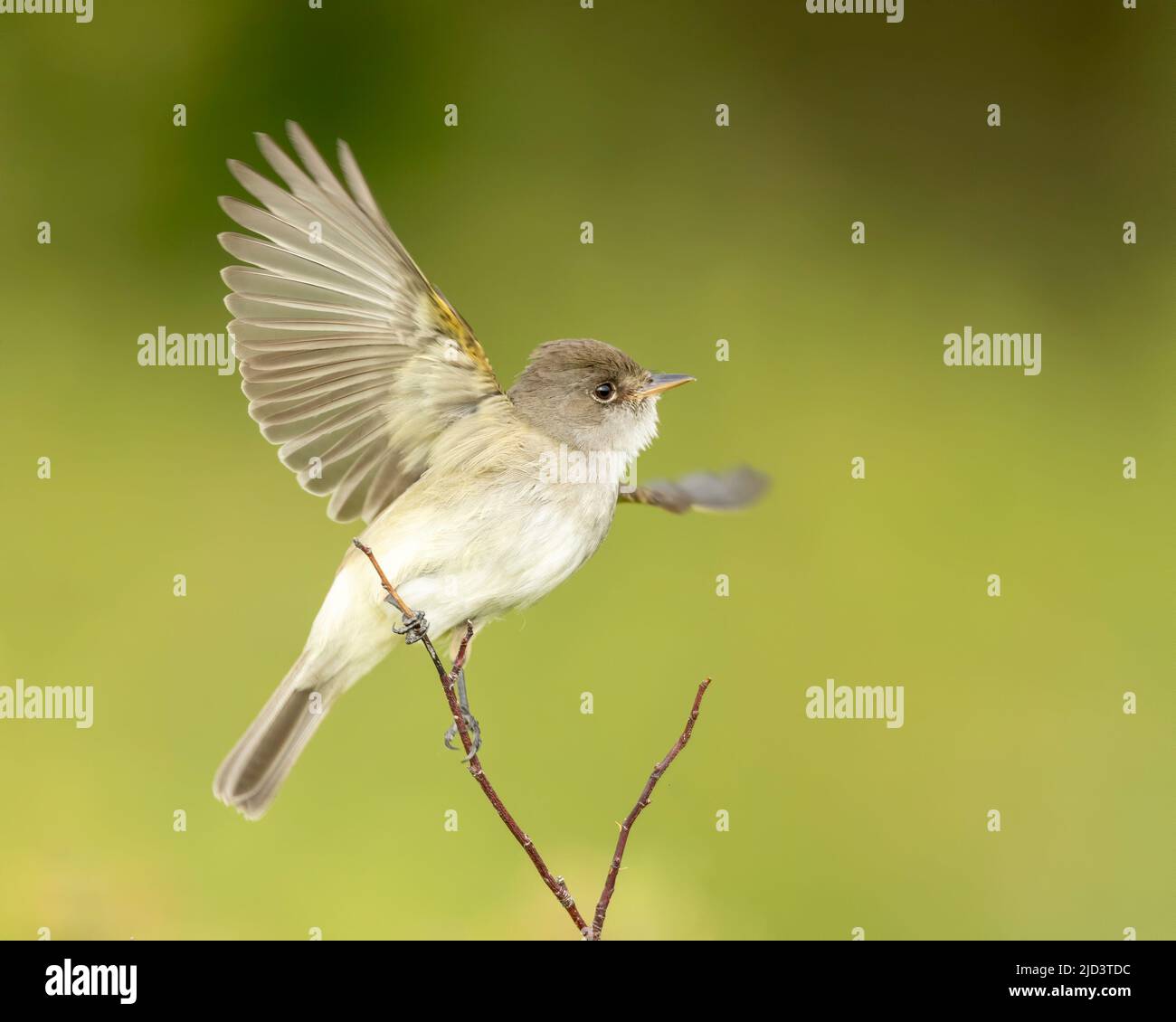 Willow Flycatcher (Empidonax traillii), Kamloops Kanada, Stockfoto