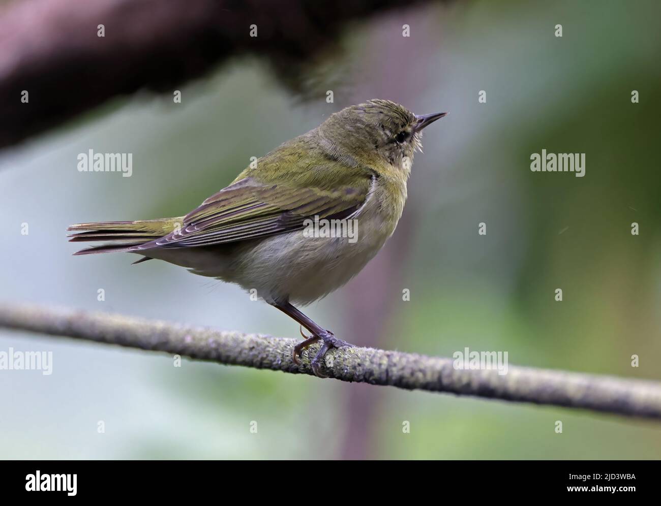 Tennessee Warbler (Leiothlypis peregrina) Erwachsener auf Zweig Costa Rica thront März Stockfoto