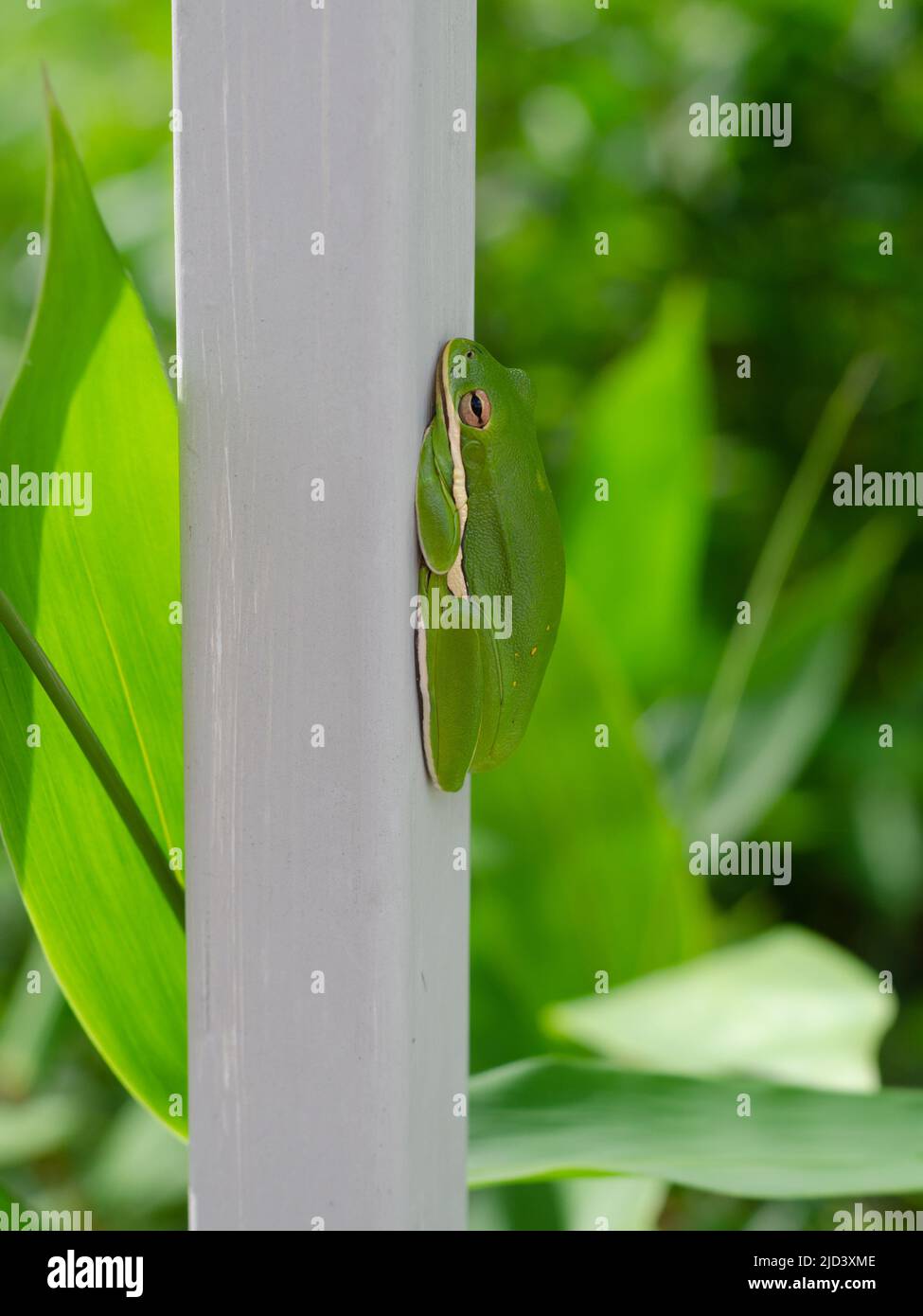 Ein grüner Baumfrosch sitzt auf einem weißen Zaun. Stockfoto