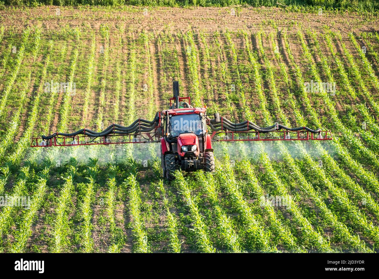 Landtraktor sprüht Pestizide über das Feld der reifenden Maispflanzen Stockfoto