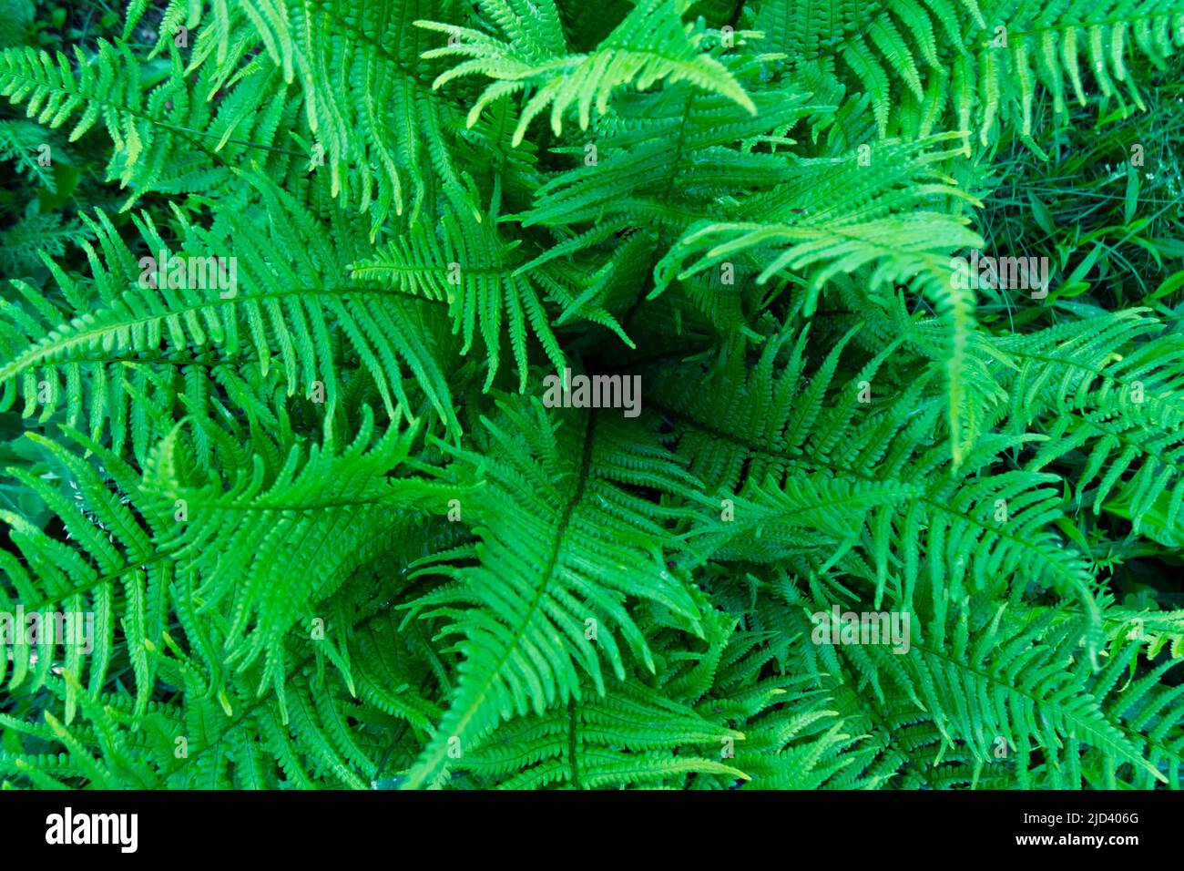 Naturhintergrund, Nahaufnahme der Blätter Farn. Hochwertiges horizontales Foto. Stockfoto