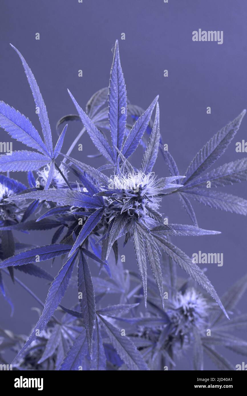 Cannabis. Bush Marihuana in Trendfarbe des Jahres 2022. Sehr Peri, Banner-Hintergrund mit quadratischem Rahmen. Stockfoto