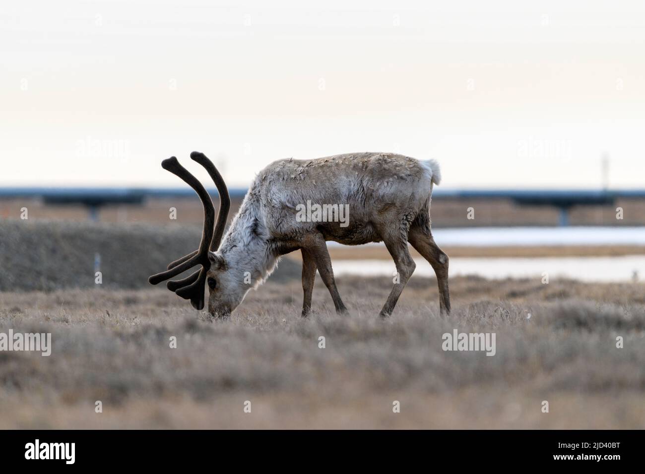 Caribou grast in Deadhorse Alaska Stockfoto