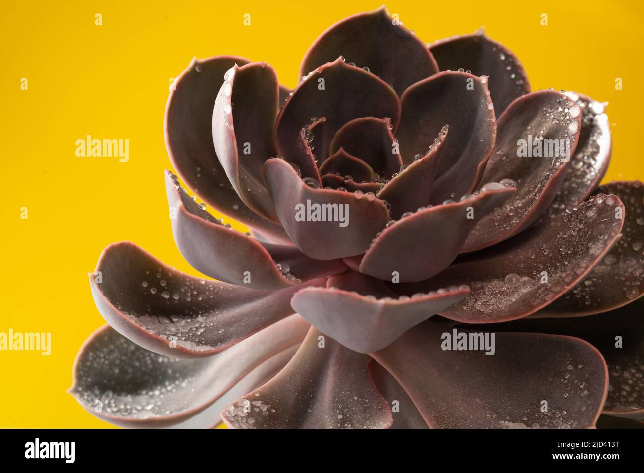 Sukkulent auf gelbem Hintergrund Stockfoto