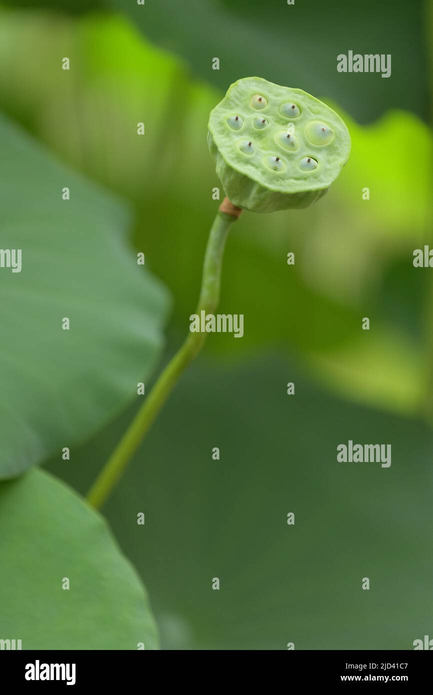 Carpellary Behälter des Lotus. Nelumbo nucifera Stockfoto