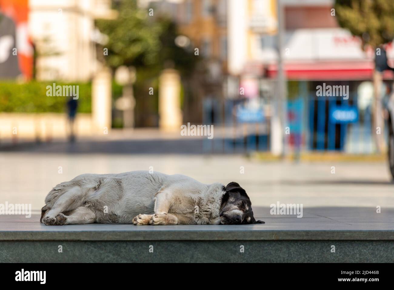 Ein streunender Hund, der auf der Straße lebt Stockfoto