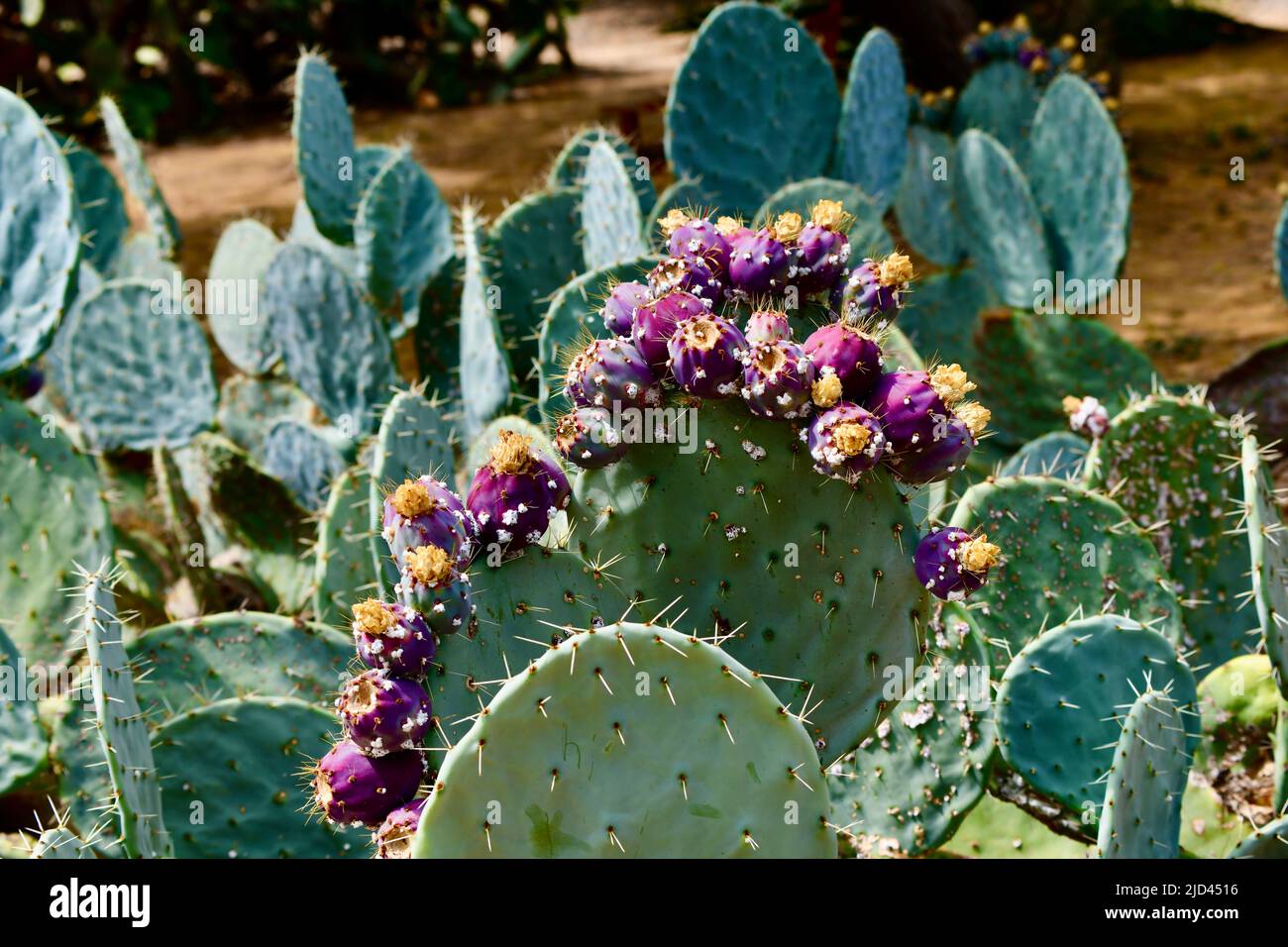 großer , violett blühender Feigen Kaktus Stockfoto