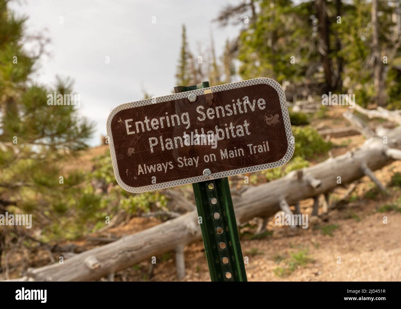 Das Betreten des „Sensitive Plant Habitat“-Schildes, um zu versuchen, Borstenkiefern im Bryce Canyon National Park zu schützen Stockfoto