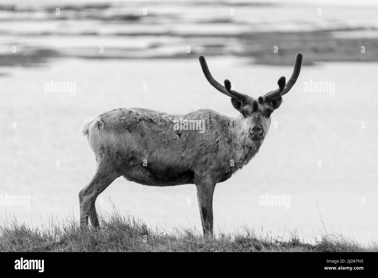 Caribou grast in Deadhorse Alaska Stockfoto