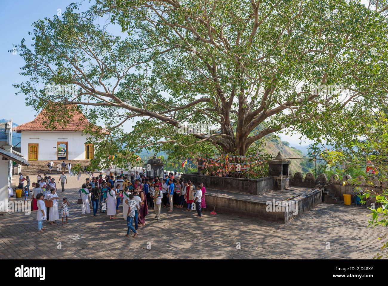 DAMBULLA, SRI LANKA - 08. FEBRUAR 2020: Am heiligen Bodhi-Baum auf dem Gelände des alten buddhistischen Tempels von Rangiri Dambulu Raja Maha Viharaya Stockfoto