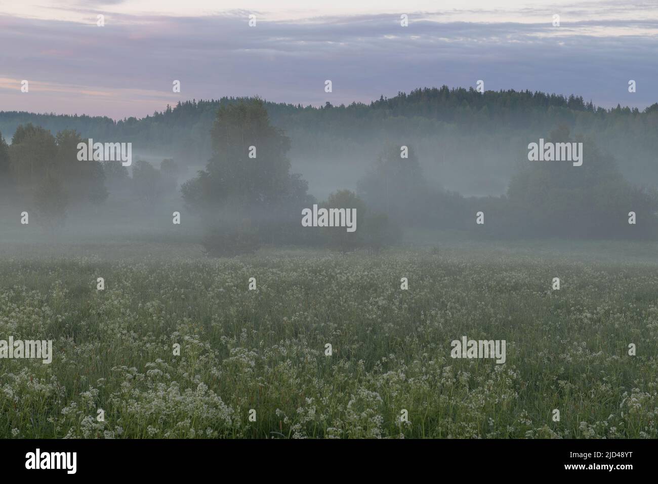 Nebliger Morgengrauen im Juni in Karelien. Russische Föderation Stockfoto