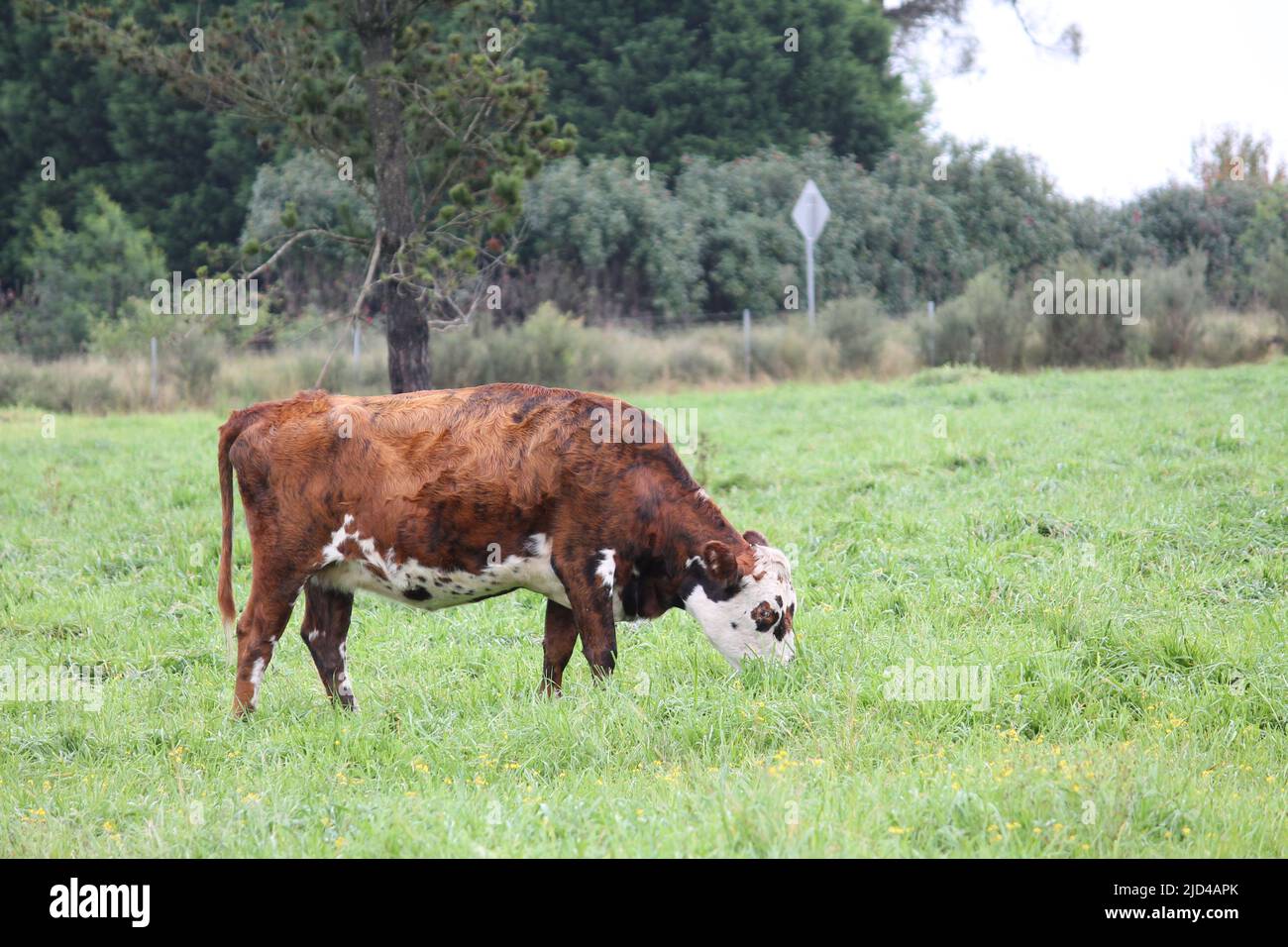 Kuh auf dem Feld grasen Stockfoto