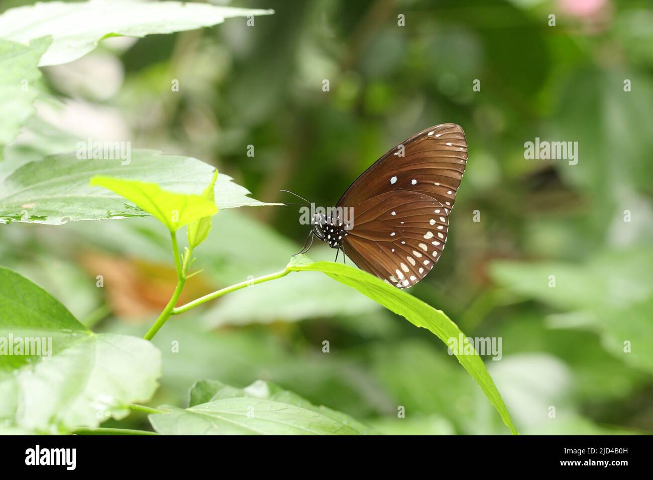 Blau getupfter Krähenschmetterling, der in einer dschungelähnlichen Umgebung sitzt Stockfoto