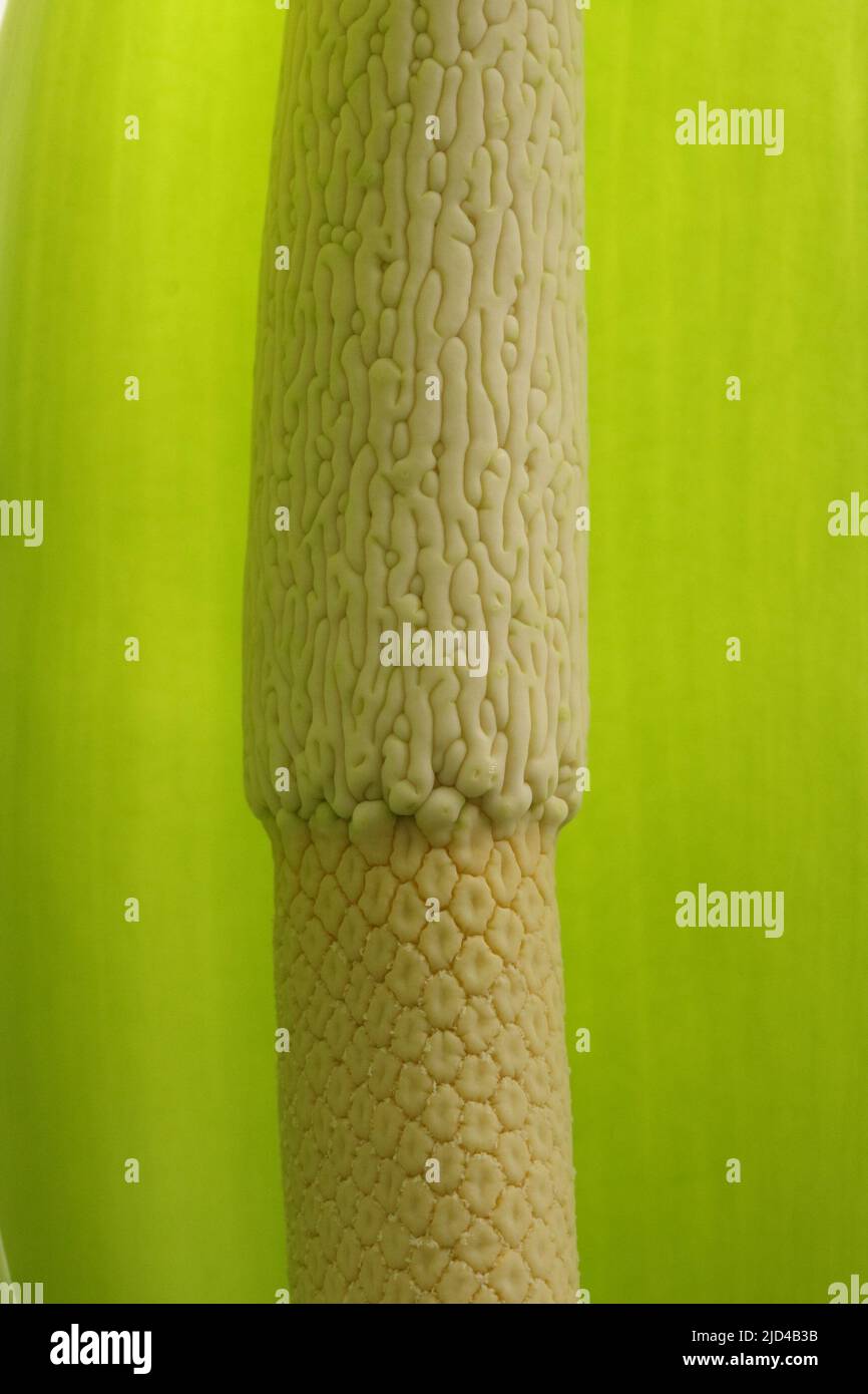 Blume einer Taro-Pflanze mit grünem Hintergrund Stockfoto