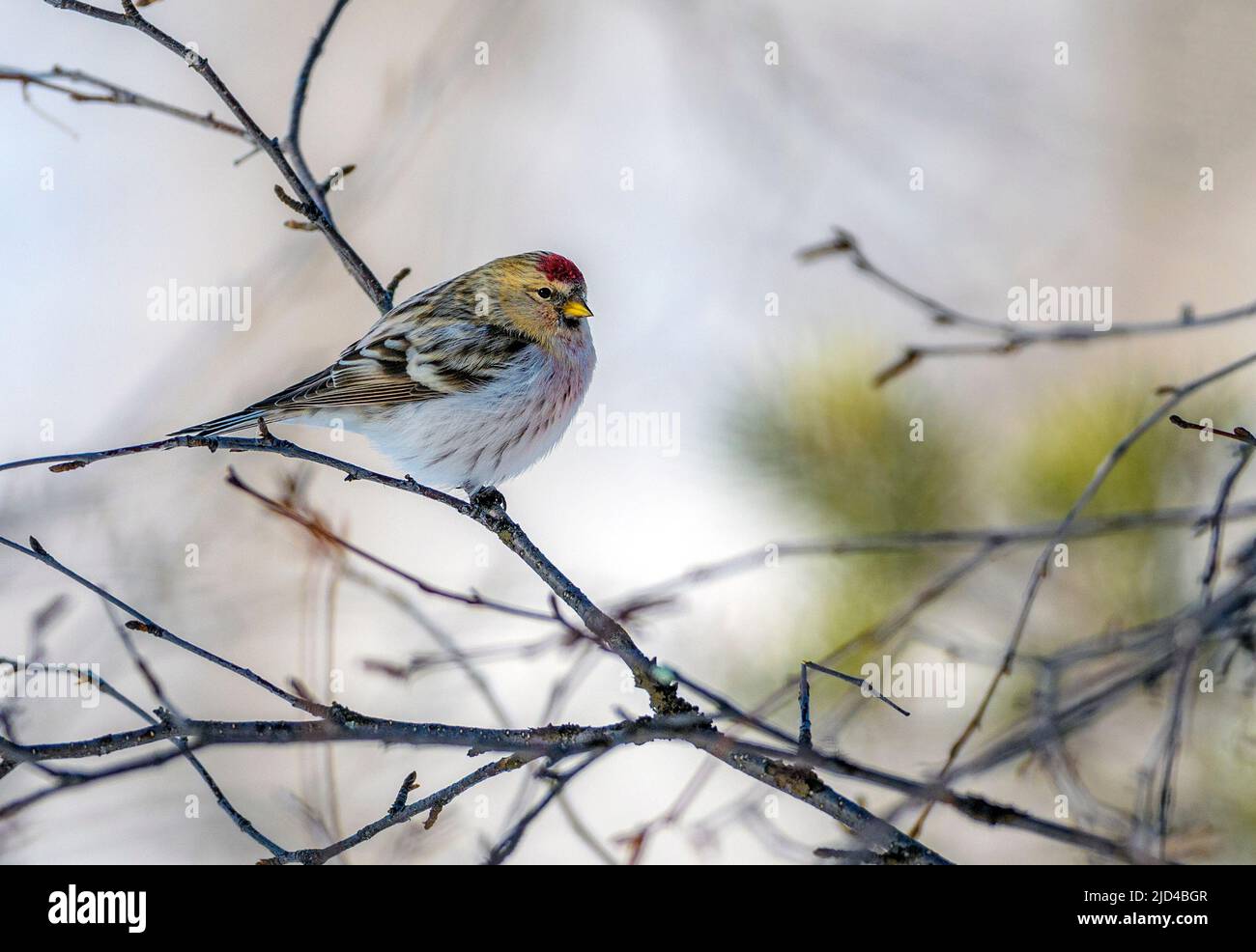 Arktische Rotpoll (Acanthis hornemanni) aus Pasvik, Finnmark, Norwegen im März. Stockfoto
