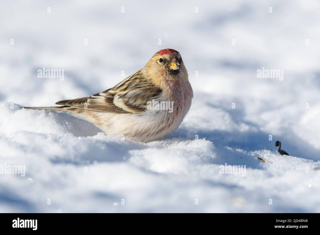 Arktische Rotpoll (Acanthis hornemanni) aus Pasvik, Finnmark, Norwegen im März. Stockfoto