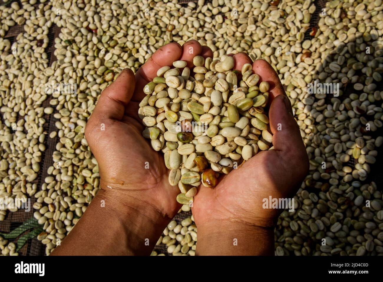 Bandung, West-Java, Indonesien. 18.. Juni 2022. Bauern zeigen in Sumedang Manglayang-Kaffeebohnen vom typ arabica. Manglayang Kaffeebohnen aus West-Java, die aus einer Höhe von 1.000 Metern über dem Meeresspiegel angebaut werden, sind erfolgreich auf internationale Märkte von Marokko, Japan, Australien exportiert worden. Manglayang-Kaffee auf Bauernebene wird zu einem Preis von Rp verkauft. 40.000 (2,7 Dollar) ein Kilogramm. (Bild: © Algi Febri Sugita/ZUMA Press Wire) Bild: ZUMA Press, Inc./Alamy Live News Stockfoto