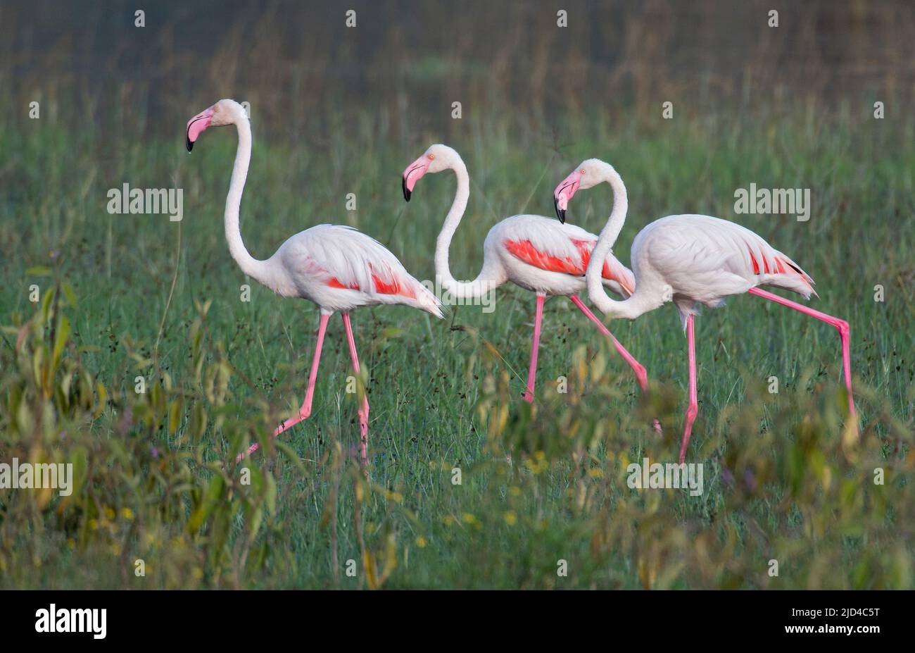 Große Flamingos (Phoenicopterus roseus) vom Lake Nakuru, Kenia. Stockfoto