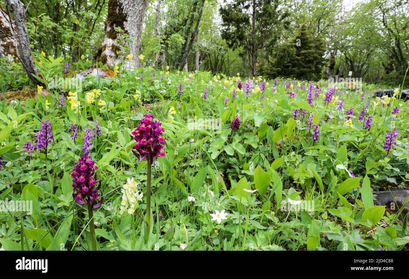 Elderblühende Orchidee Stockfoto