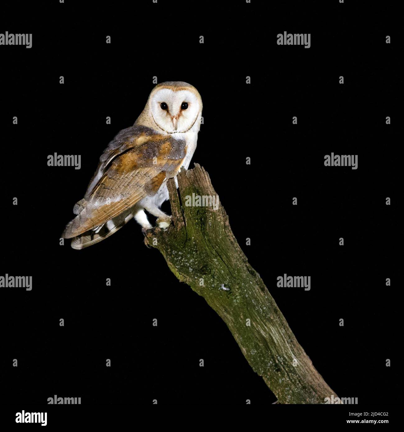 Scheune Owl (Tyto alba) aus Leicestershire, Großbritannien. Stockfoto