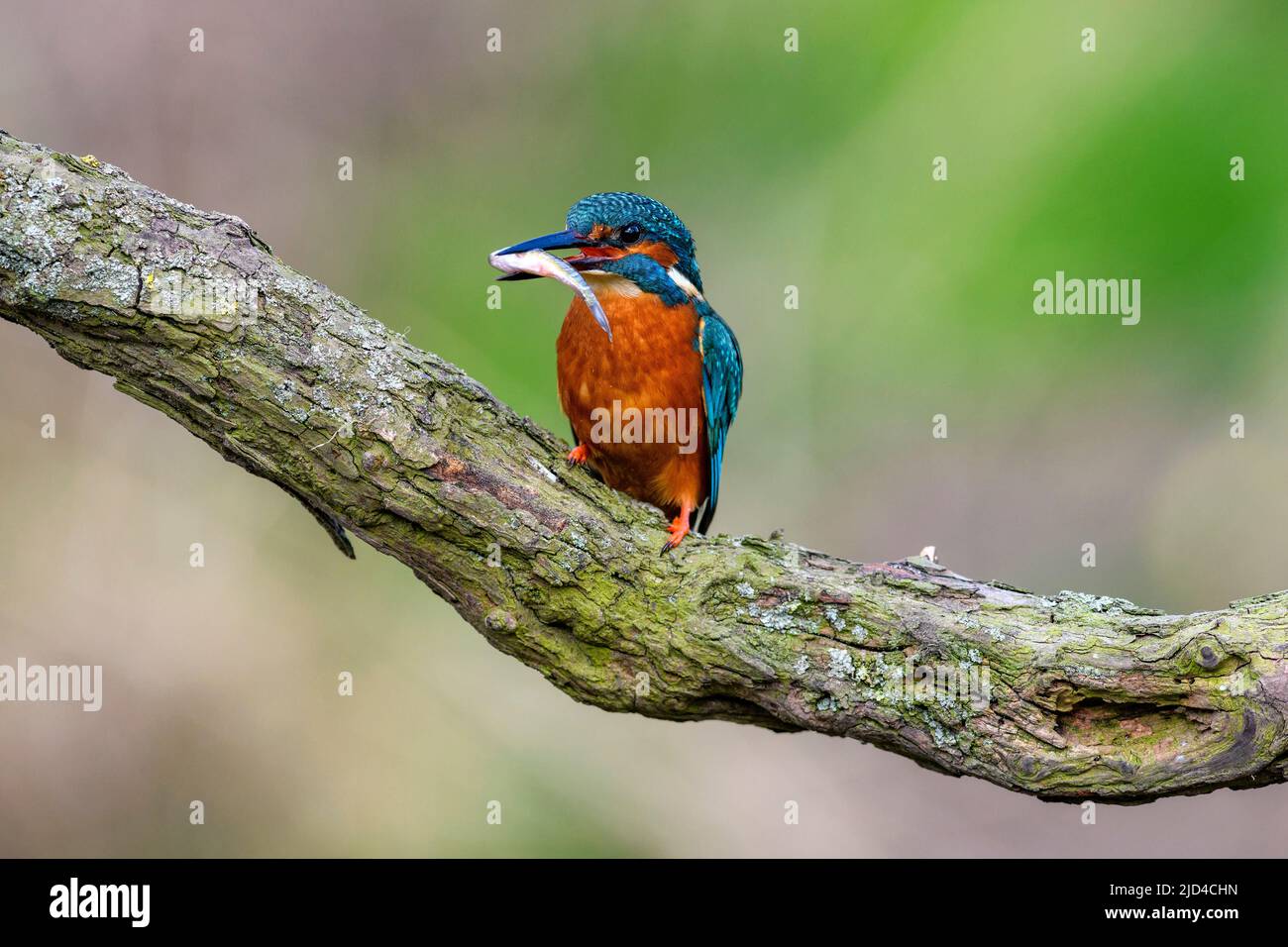 Gewöhnlicher Eisvögel (Alcedo atthis) mit Beute. Foto aus Leicestershire, Großbritannien. Stockfoto