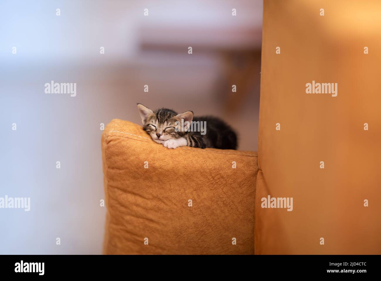 Tabby Kätzchen schlafen friedlich mit selektivem Fokus Stockfoto