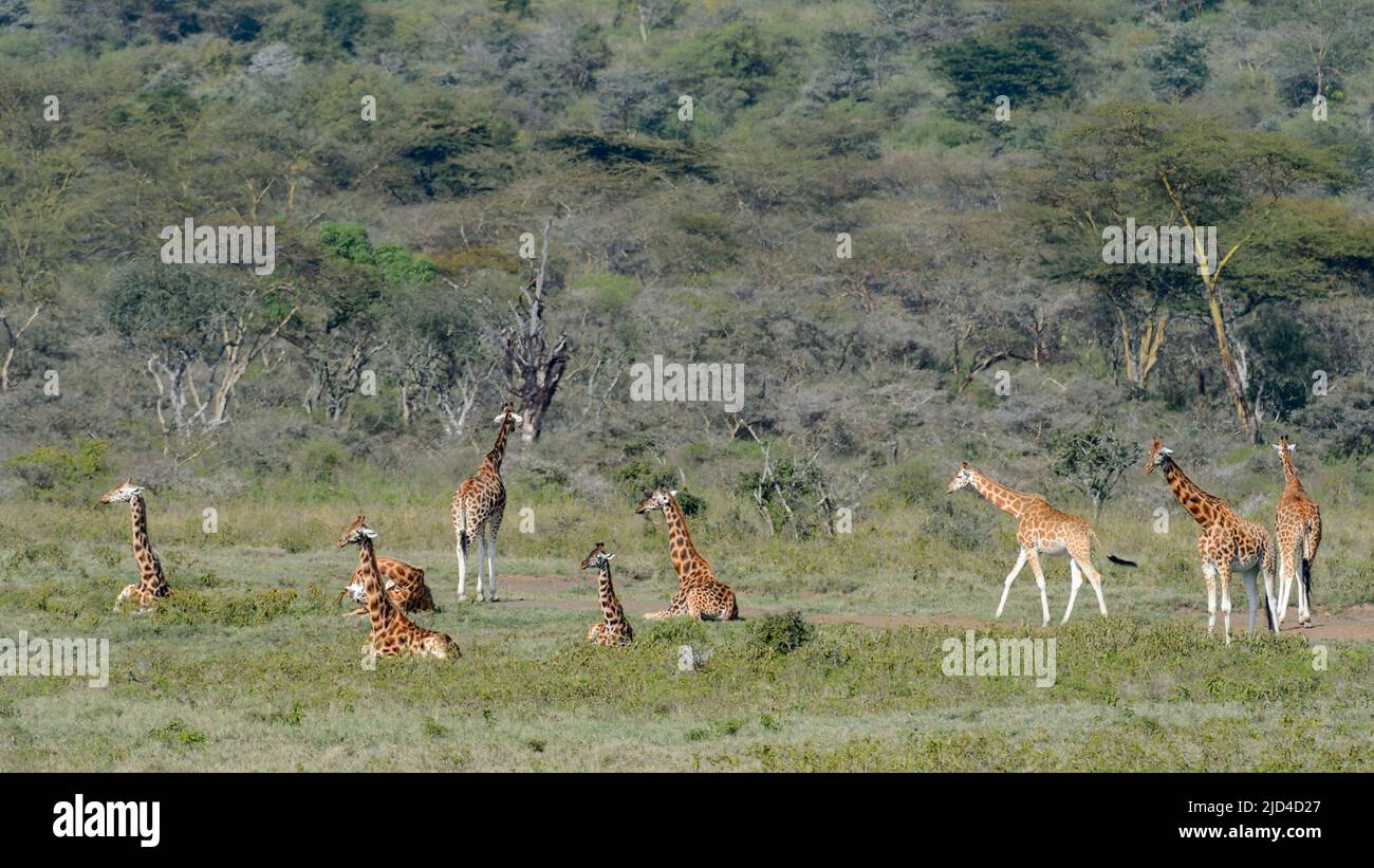 Gruppe der vom Aussterben bedrohten Rotschild-Giraffe (Giraffa camelopardalis rothschildi) aus dem Lake Nakuru, Kenia. Stockfoto