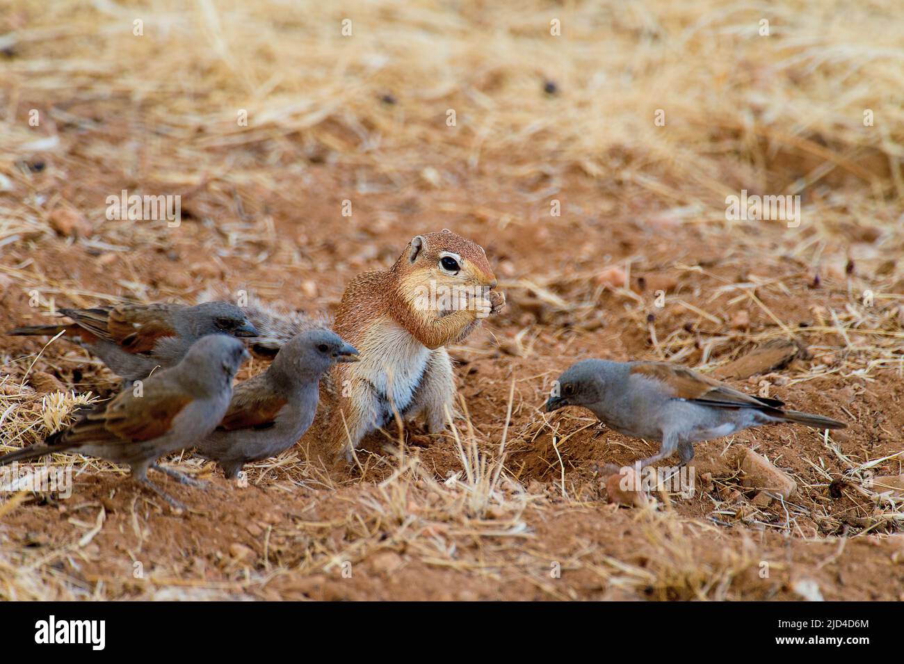 Ungestreiftes Erdhörnchen (Xerus rutilus) und Papageienschnabel-Sperlinge (Passer gorgonensis) füttern i Samburu NR, Kenia. Stockfoto