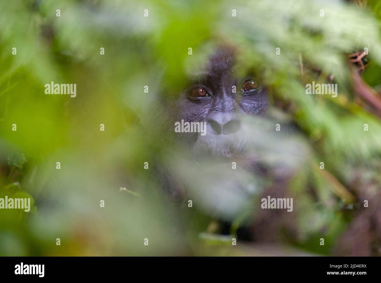 Mountain Gorilla (Gorilla berengei berengei) versteckt sich im dichten Wald des Bwindi Impenetrable National Park, Uganda. Stockfoto