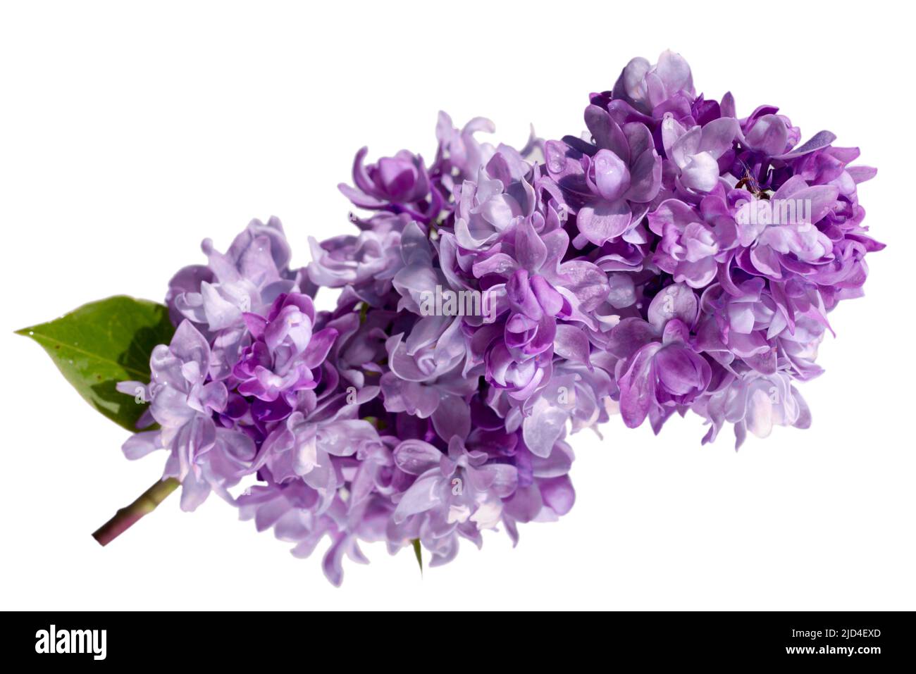 Zweig aus Frottee-Fliederblüten isoliert auf weißem Hintergrund Stockfoto