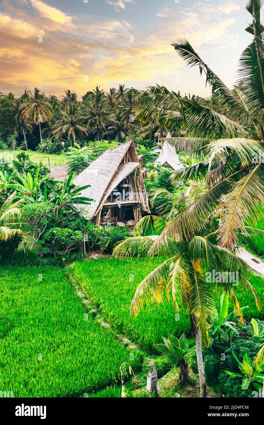 Luxuriöse Bambus-Villa in einem tropischen grünen Reisfeld in ubud bali indonesien Stockfoto