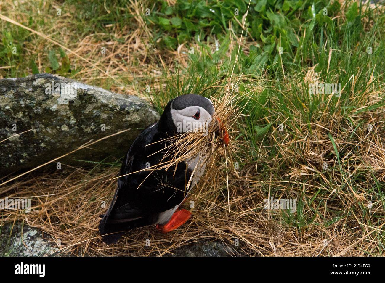 Atlantischer Papageientaucher pflückt Nistmaterial auf der Insel Runde an der Westküste Norwegens im Norwegischen Meer. Stockfoto