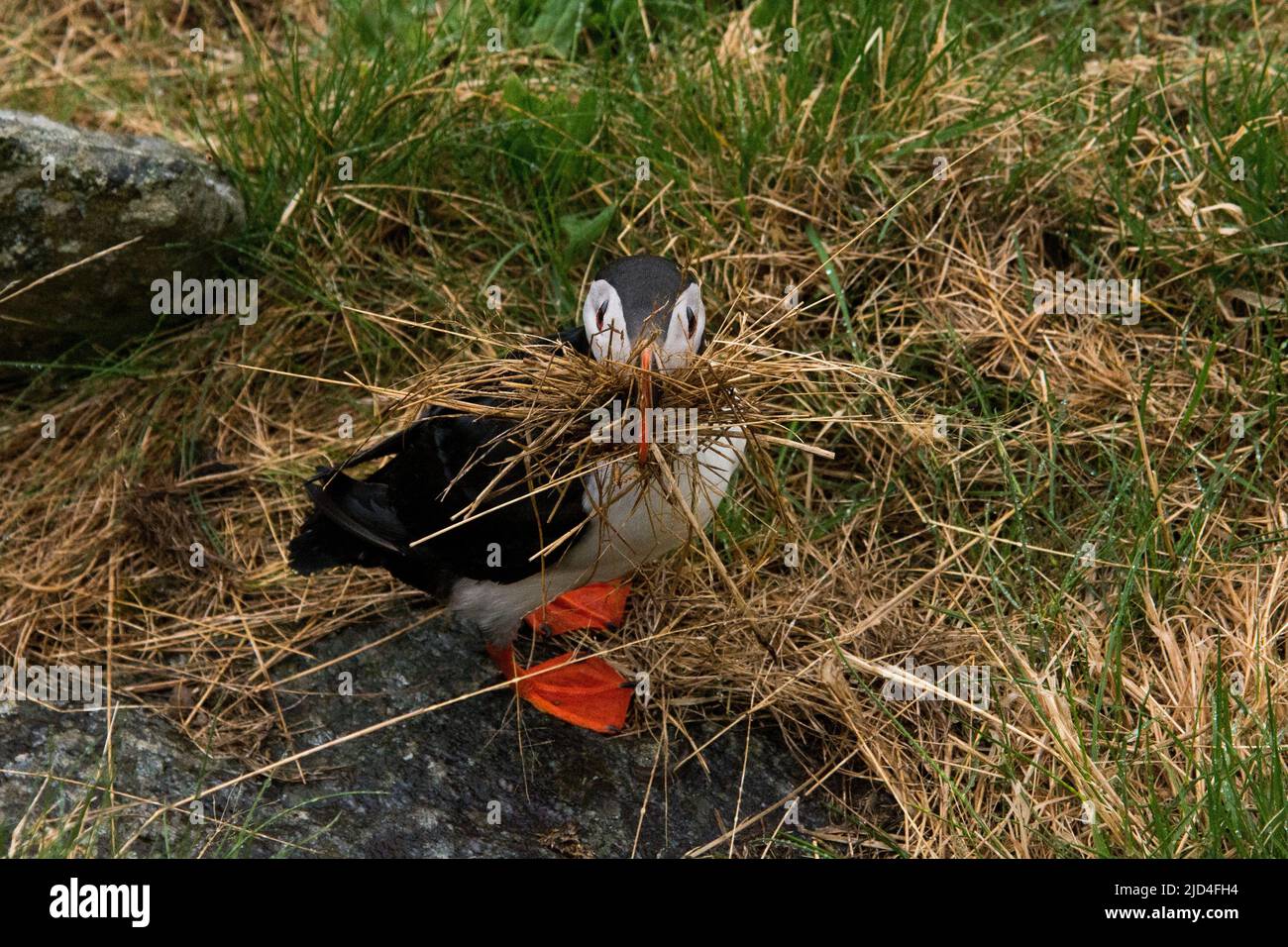 Atlantischer Papageientaucher pflückt Nistmaterial auf der Insel Runde an der Westküste Norwegens im Norwegischen Meer. Stockfoto