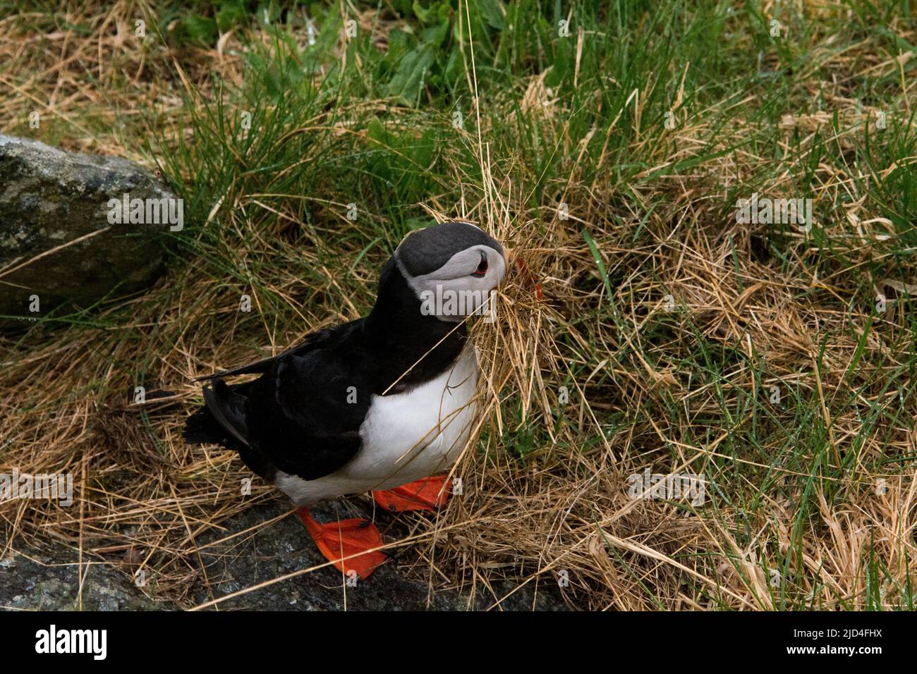 Atlantischer Papageientaucher pflückt Nistmaterial auf der Insel Runde an der Westküste Norwegens im Norwegischen Meer. Stockfoto